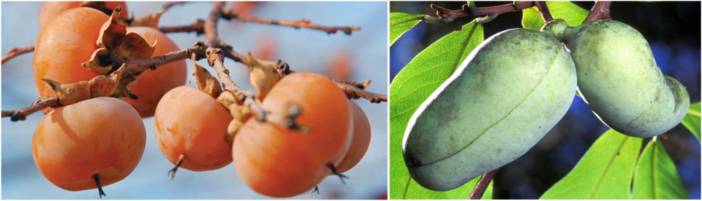 persimmons-pawpaw